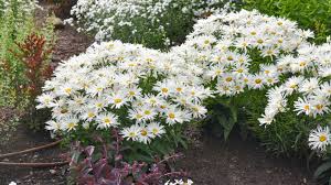 All Varieties Daisy