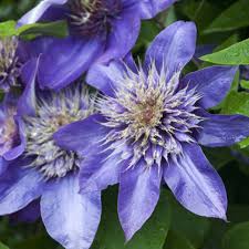 Clematis 'MultiBlue'