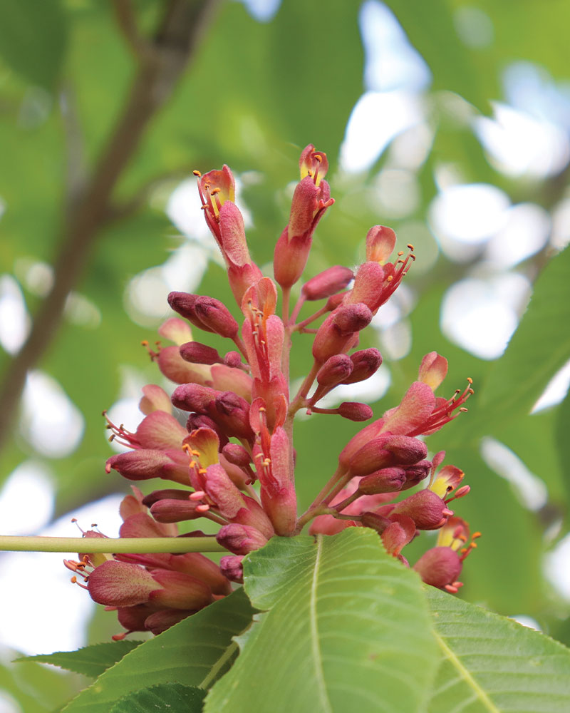 Horsechestnut - Mystic Red