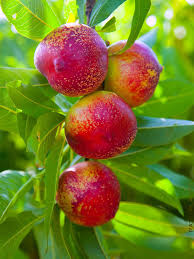 Nectarine - Red Gold