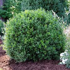Boxwood - Newgen Independence