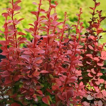 Barberry - Orange Rocket