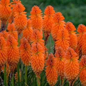 Kniphofia Red Hot Poker