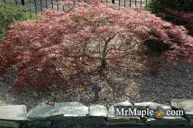 Japanese Maple - Ornatum Weeping