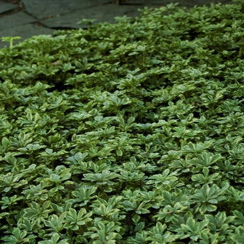 6-PACK PACHYSANDRA