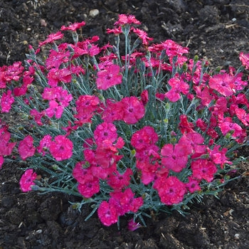 Dianthus ‘Paint The Town Magenta’ Cheddar Pinks