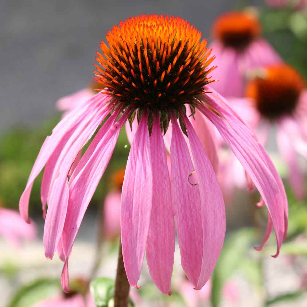 Echinacea ‘Pallida’ Coneflower