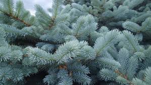 Norway Spruce - Paul's Select