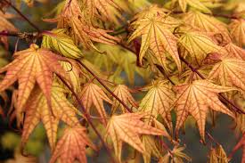 Japanese Maple - Peaches & Cream