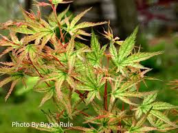 Japanese Maple - Peve Multicolor