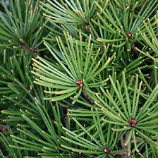 Umbrella Pine - Picola