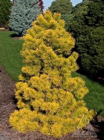 Shore Pine - Chief Joseph