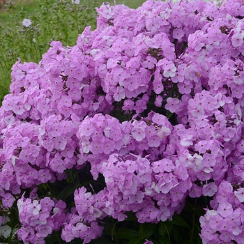 Phlox "Fashionably Early Princess Fuchsia Pink" Tall Garden