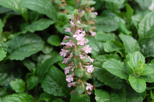 Ajuga Reptans 'Mary's Pink' Bugle Weed