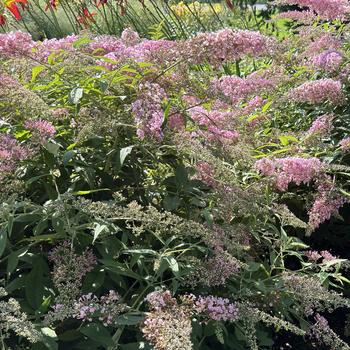 Butterfly Bush - Pink Cascade
