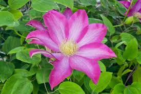 Clematis 'Pink Champagne'