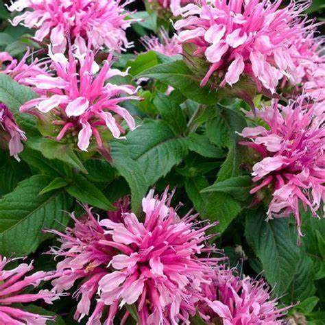 Monarda ‘Pink Chenille’ Beebalm