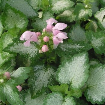 Lamium 'Pink Pewter' Dead Nettle