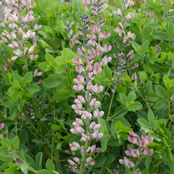 Baptisia 'Pink Truffles' False Indigo