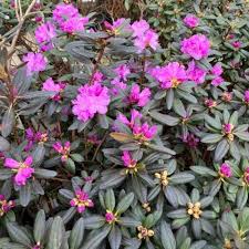 Rhododendron - PJM
