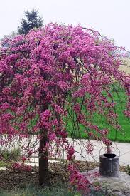 Redbud - Pink Heartbreaker