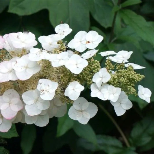 Oakleaf Hydrangea - Pee Wee Dwarf
