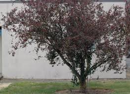 Plum - Blireiana Semi-Dwarf