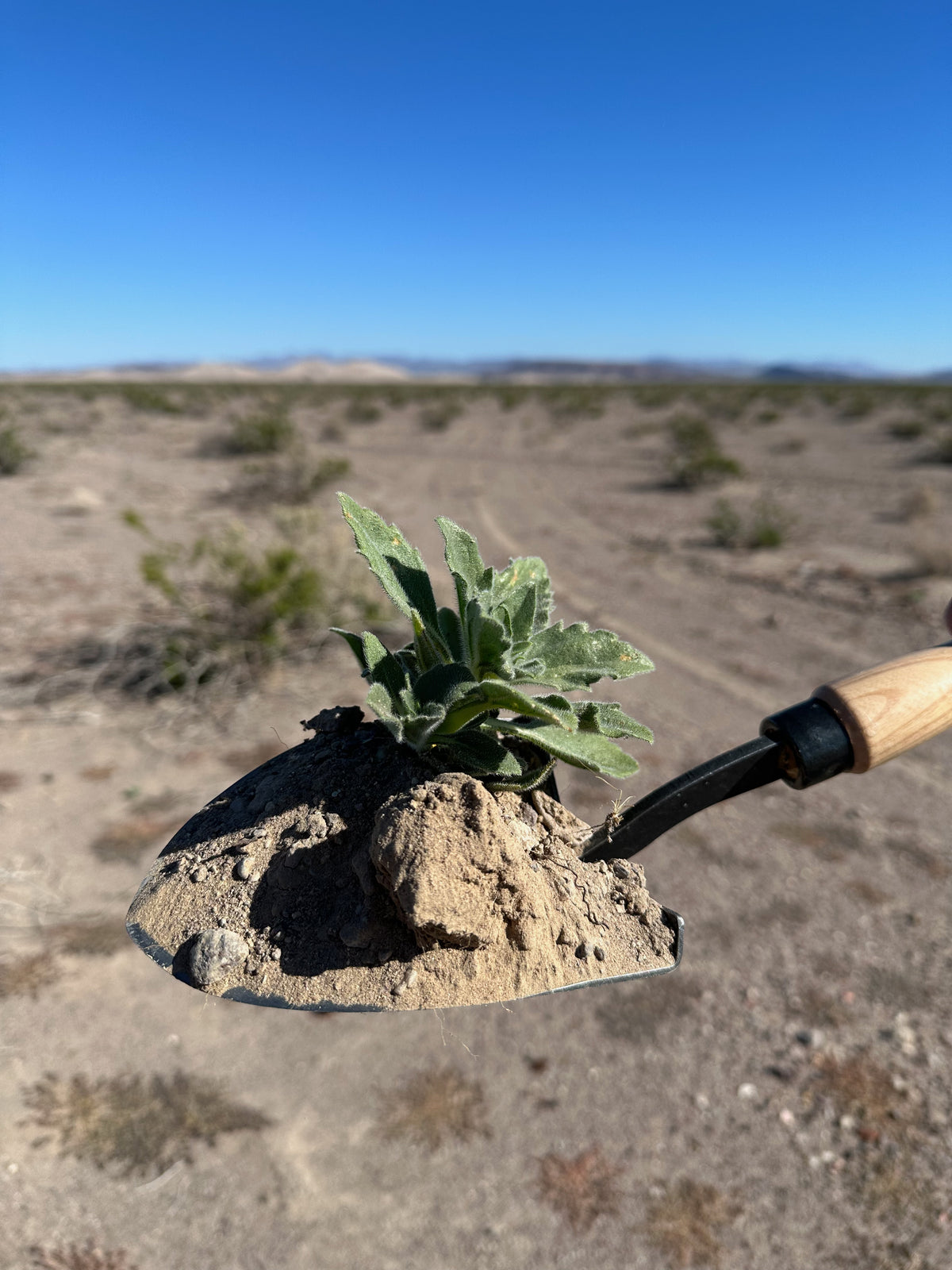 DeWit Shovel - American with 10" Handgrip -Ship Only