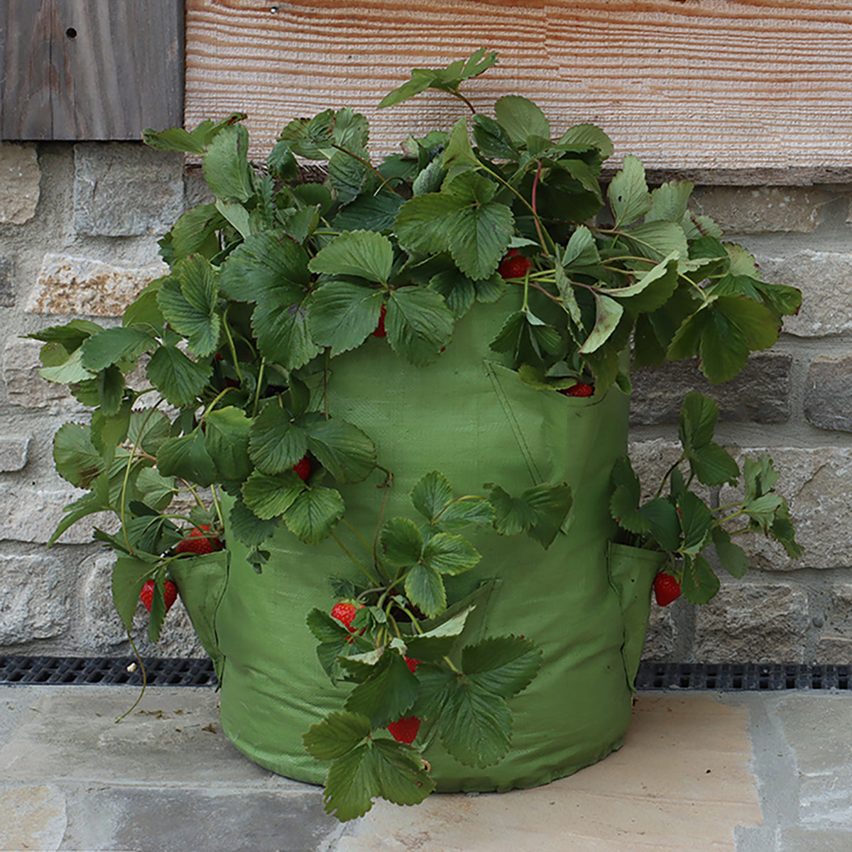 Strawberry & Herb Patio Planter 2pk -Ship Only