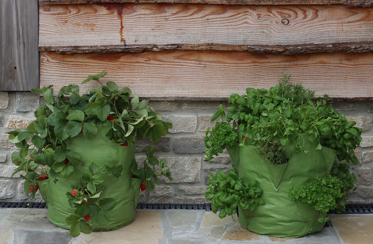 Strawberry & Herb Patio Planter 2pk -Ship Only