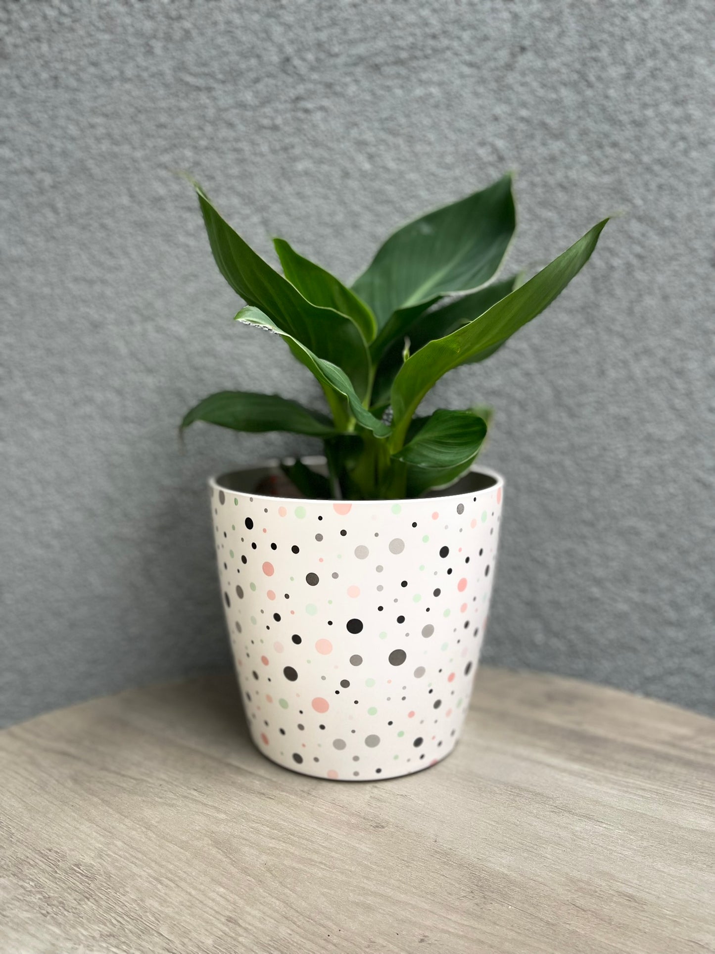 7" Dots Round Self-Watering Bamboo Pot -Ship Only