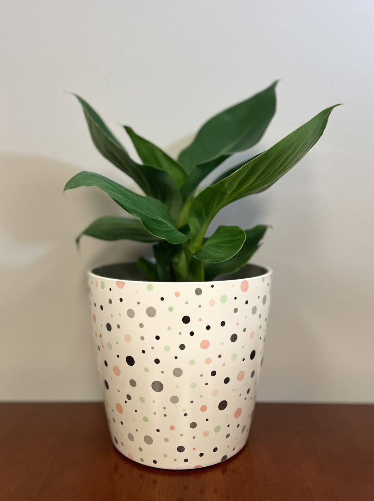 7" Dots Round Self-Watering Bamboo Pot -Ship Only