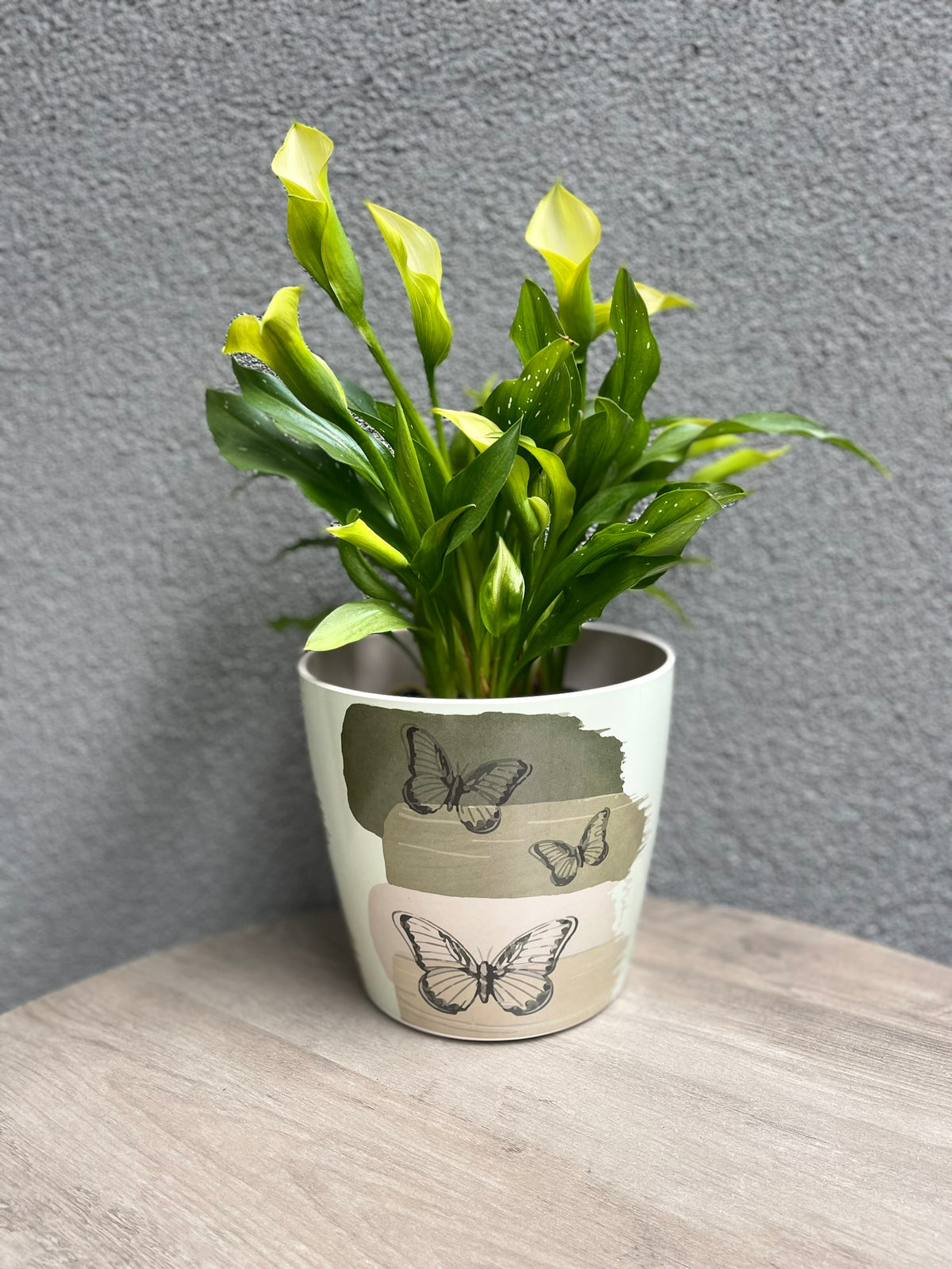 7" Butterfly Round Self-Watering Bamboo Pot -Ship Only