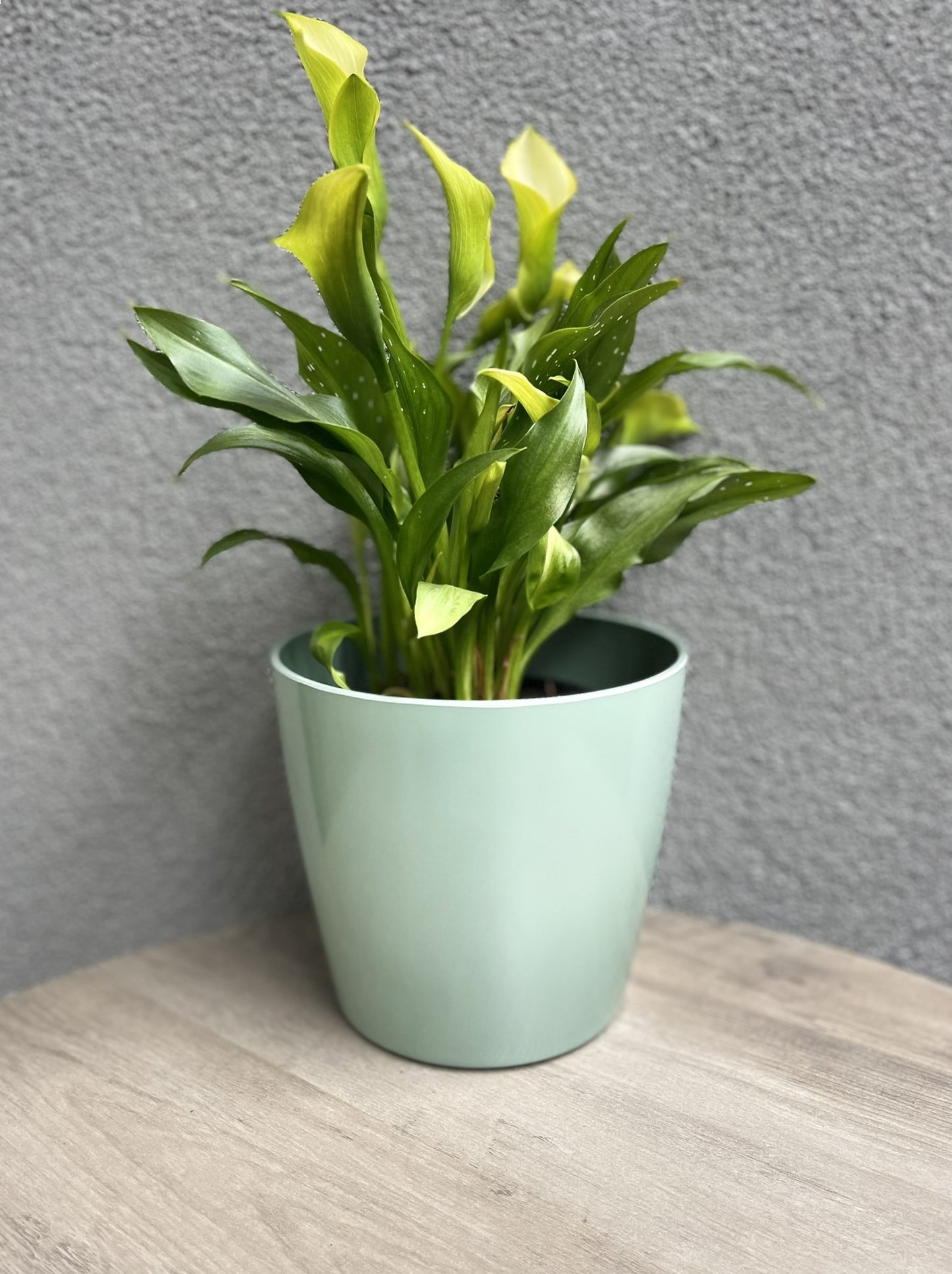 7" Sage Green Round Self-Watering Bamboo Pot -Ship Only