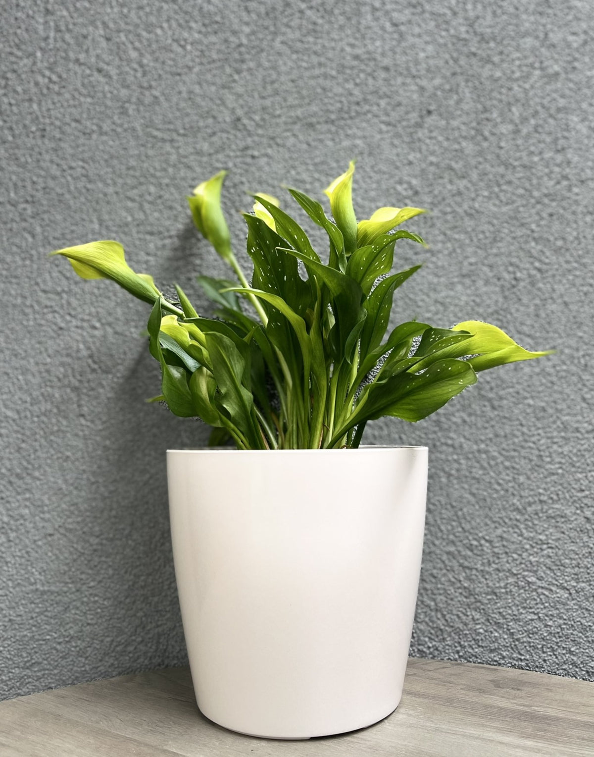 7" Cream Round Self-Watering Bamboo Pot -Ship Only