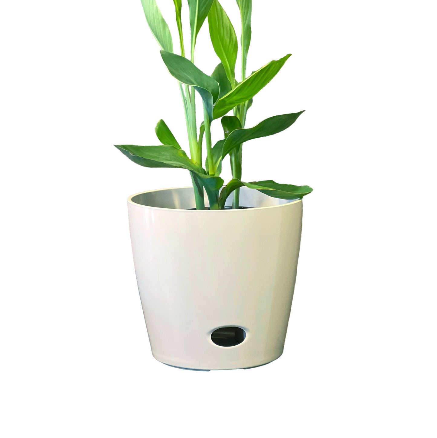 10" Cream Round Self-Watering Bamboo Pot -Ship Only