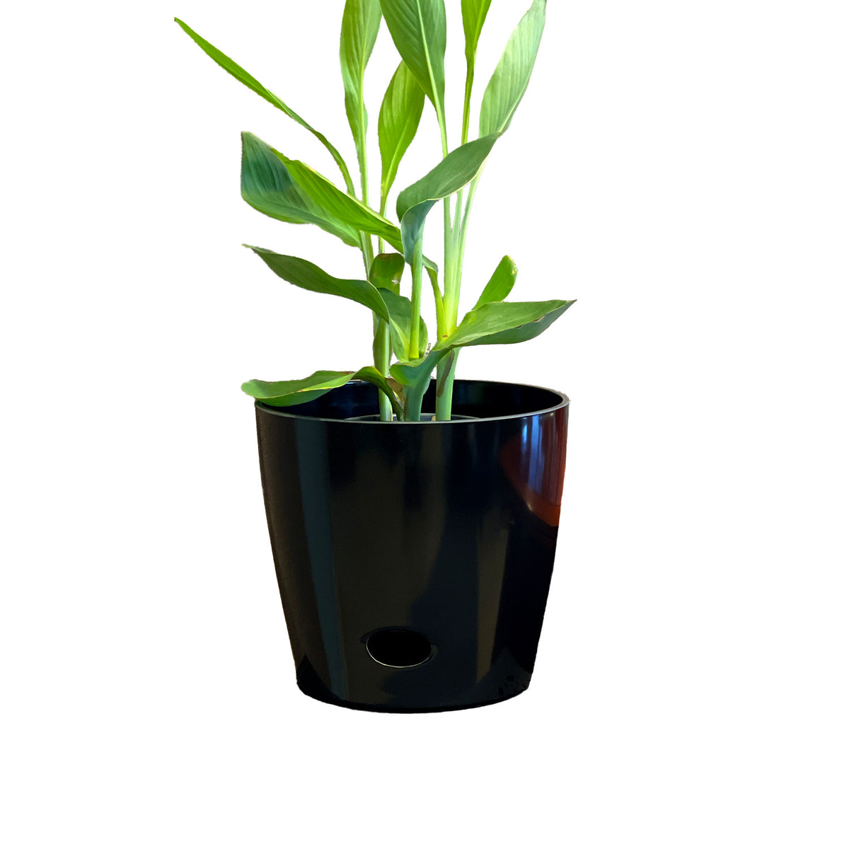 10" Black Round Self-Watering Bamboo Pot -Ship Only