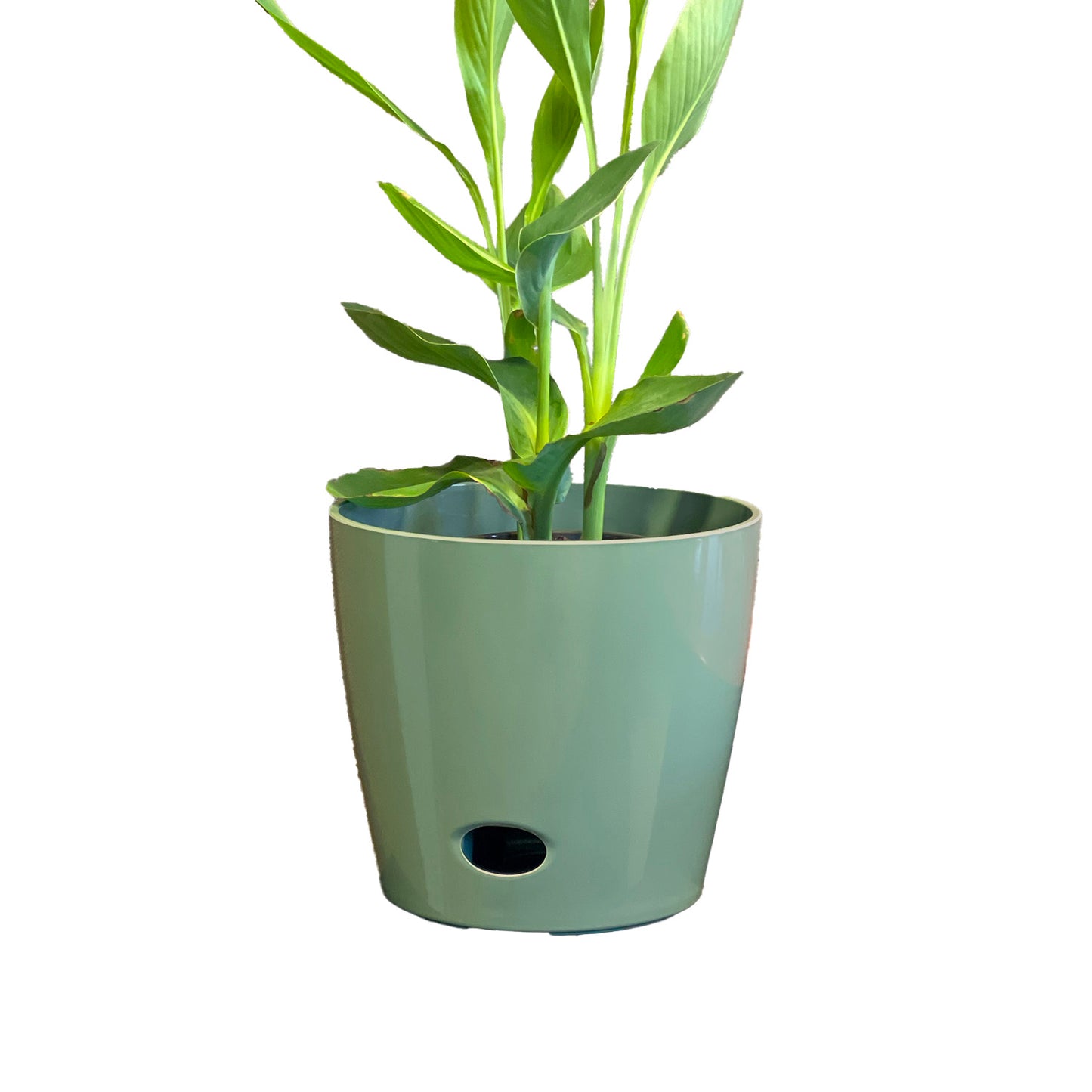 10" Sage Round Self-Watering Bamboo Pot -Ship Only
