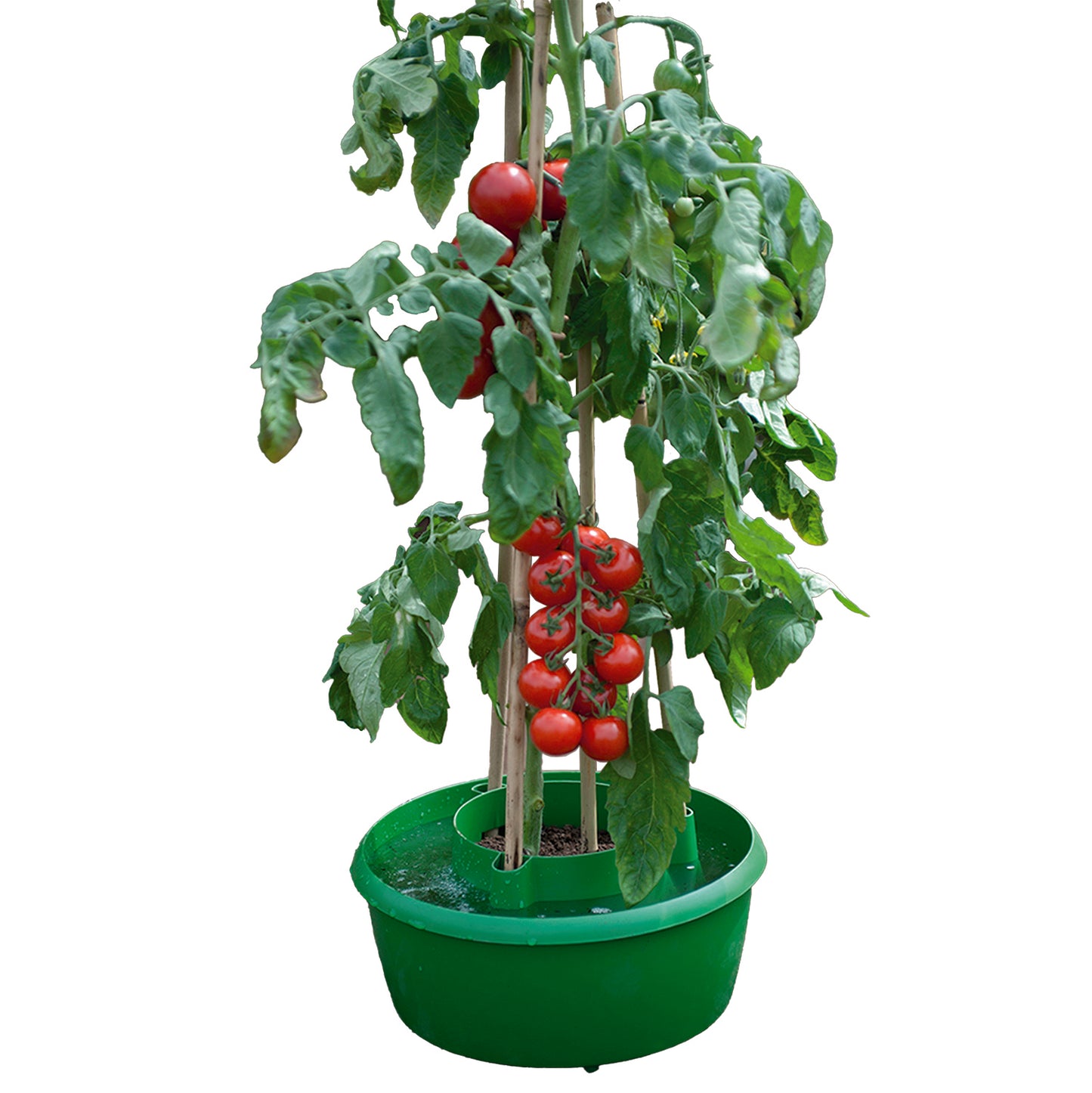 Green Plant Halos 3pk -Ship Only