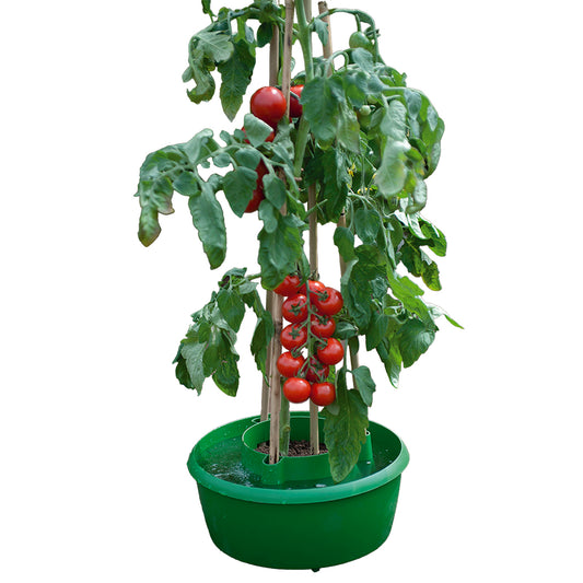Green Plant Halos 3pk -Ship Only