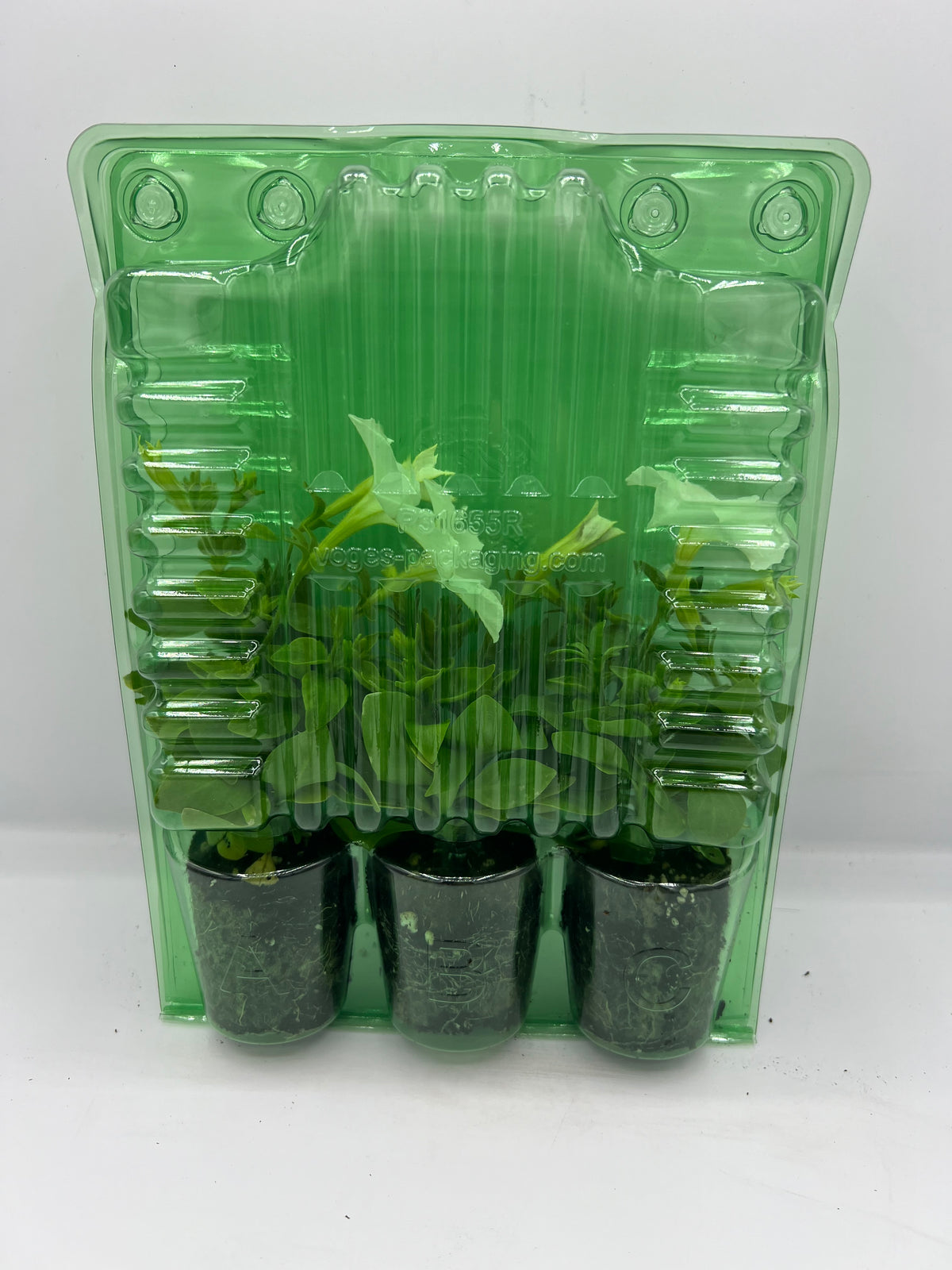 Firefly Petunia 45mm 3pk -Ship Only