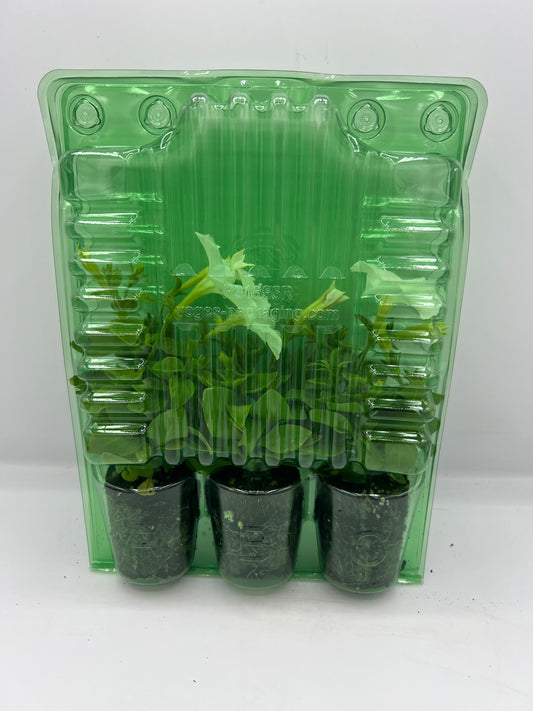 Firefly Petunia 45mm 3pk -Ship Only