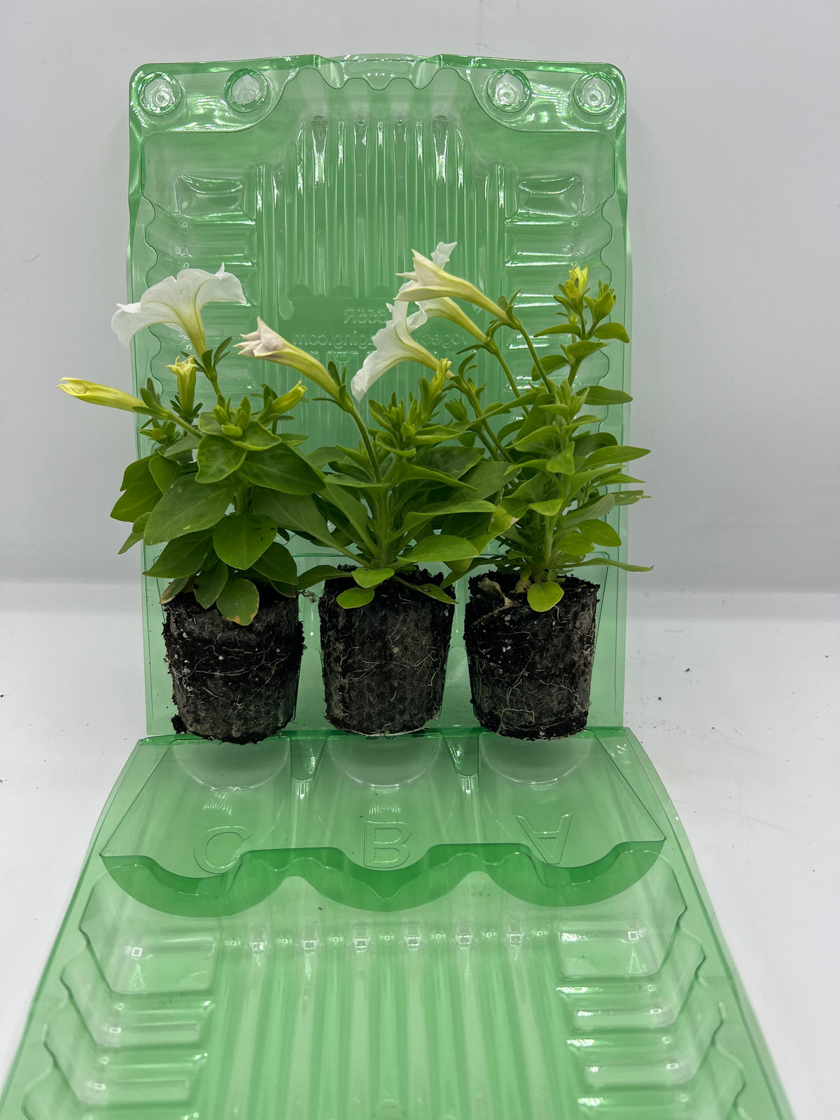 Firefly Petunia 45mm 3pk -Ship Only
