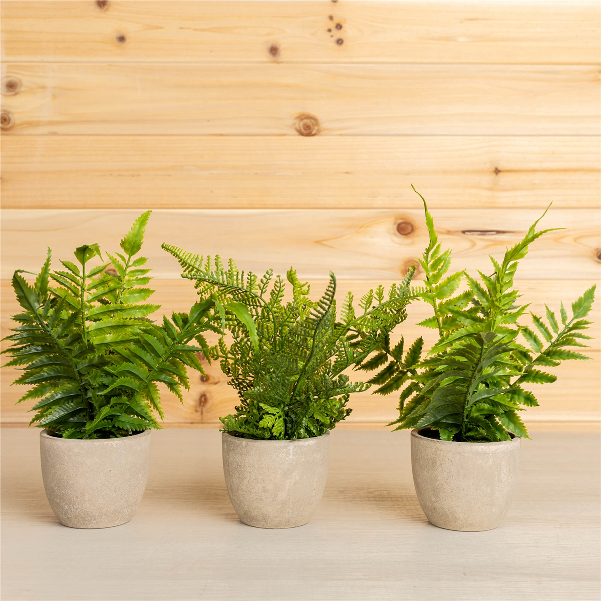 Assorted Fern Plant in Grey Pot (Set of 3) -Ship Only