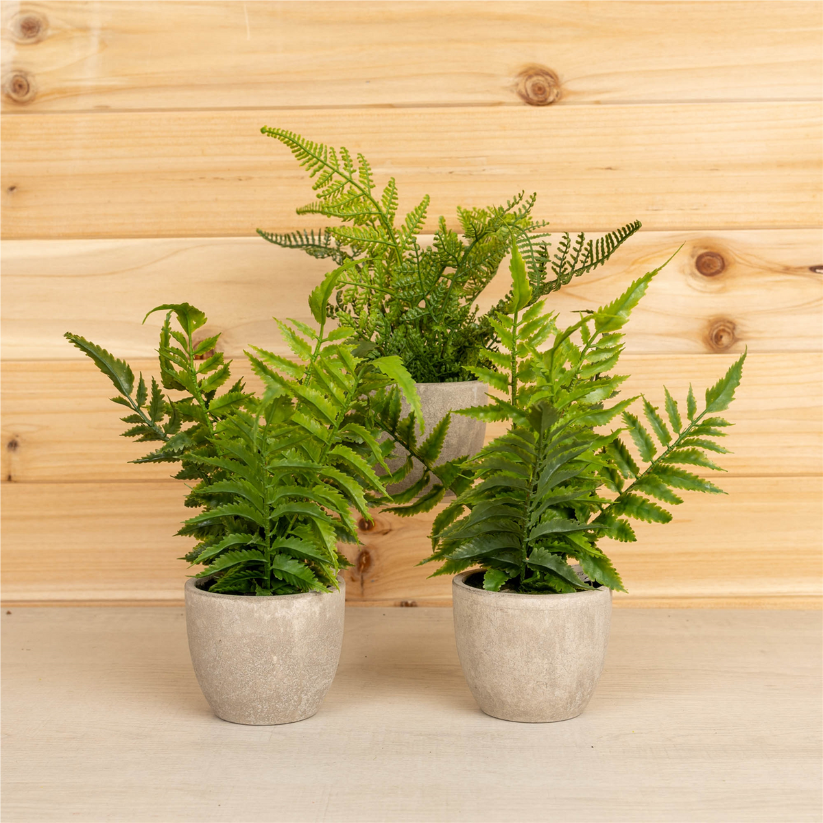 Assorted Fern Plant in Grey Pot (Set of 3) -Ship Only