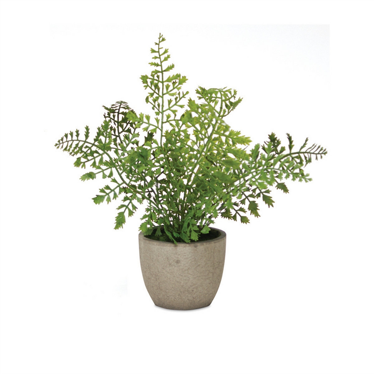 Assorted Fern Plant in Grey Pot (Set of 3) -Ship Only