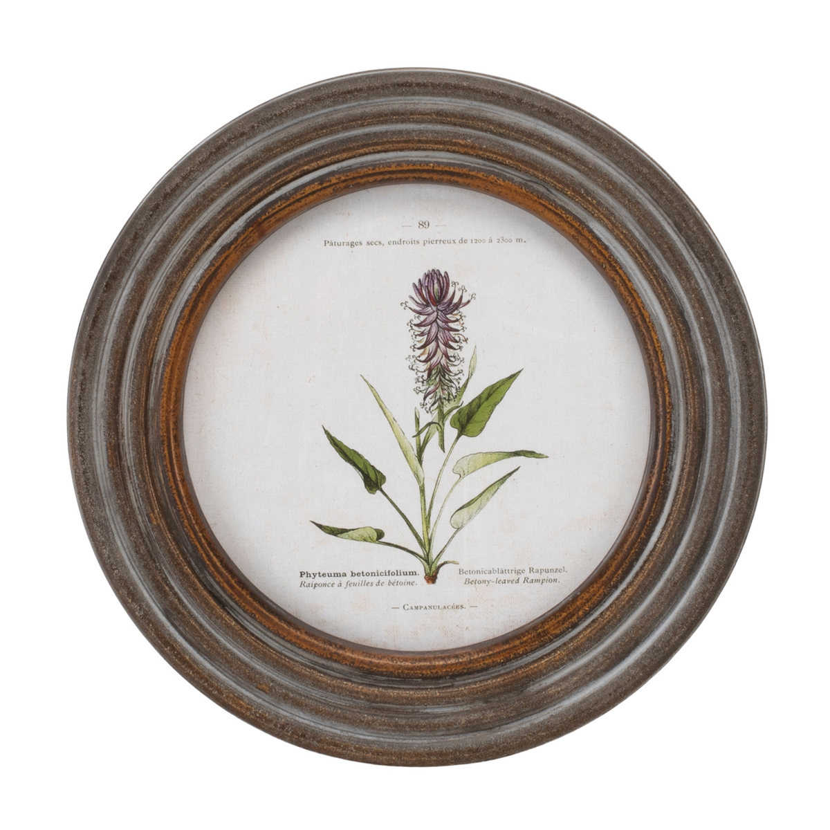 Round Framed Floral Print (Set of 6) -Ship Only