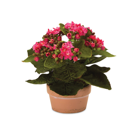 Assorted Kalanchoe Flower in Terra Cotta (Set of 4) -Ship Only