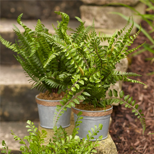 Potted Fern (Set of 3) 14.5"H Plastic/Tin -Ship Only