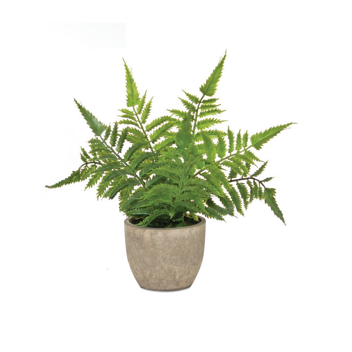 Assorted Fern Plant in Grey Pot (Set of 3) -Ship Only